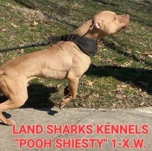 Meet your Posher, Dre